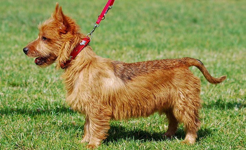 perros-razas-terrier-australiano-01