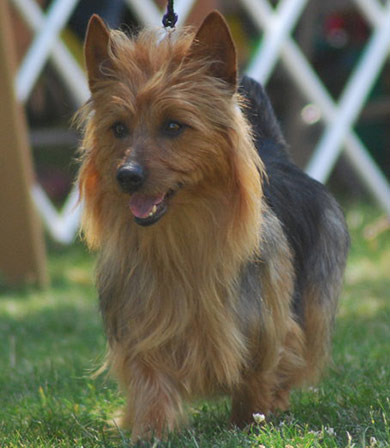 perros-razas-terrier-australiano-02
