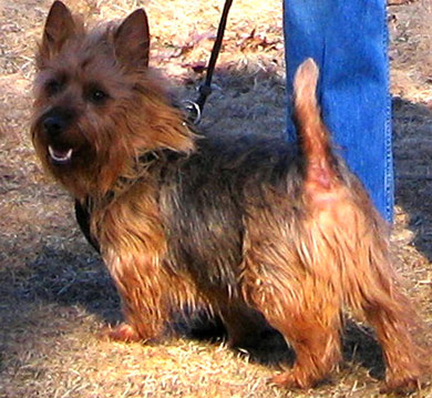 perros-razas-terrier-australiano-03