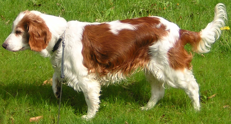 perros-razas-welsh-wpringer-spaniel-01