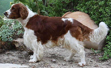 perros-razas-welsh-wpringer-spaniel-02