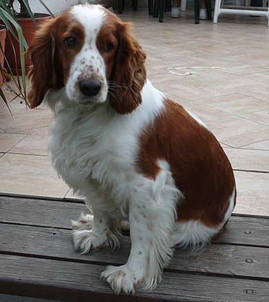 perros-razas-welsh-wpringer-spaniel-03