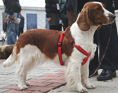 perros-razas-welsh-wpringer-spaniel-04