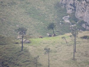 Caza-Mayor-reportajes-internacional-reintroduccion-del-bisonte-europeo-en-la-Península-Asturias