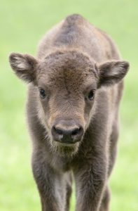 reintroduccion-del-bisonte-europeo-en-la-Península-Polonia