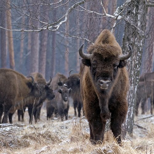 Reintroduccion del bisonte europeo en la Península