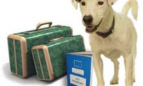 ADECACOVA denuncia las imposiciones de la Administración a los perros