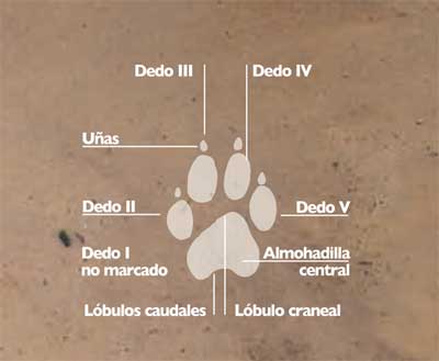 rastros-lobos-huella-pie-det