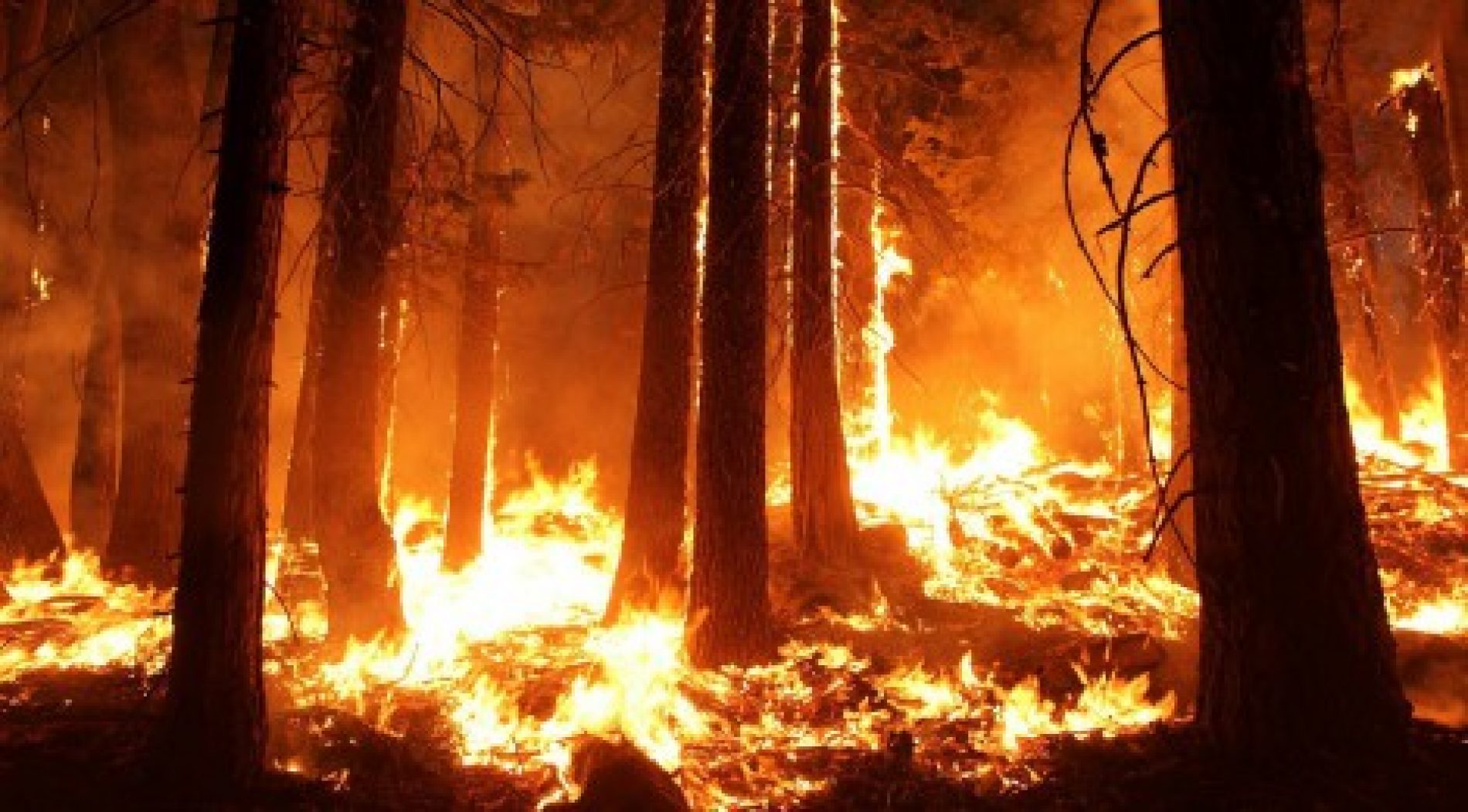 La ONC pide los medios necesarios para condenar a los responsables de los incendios