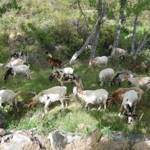 La Junta de Castilla-La Mancha condenada a pagar a un ganadero por ataque de lobos