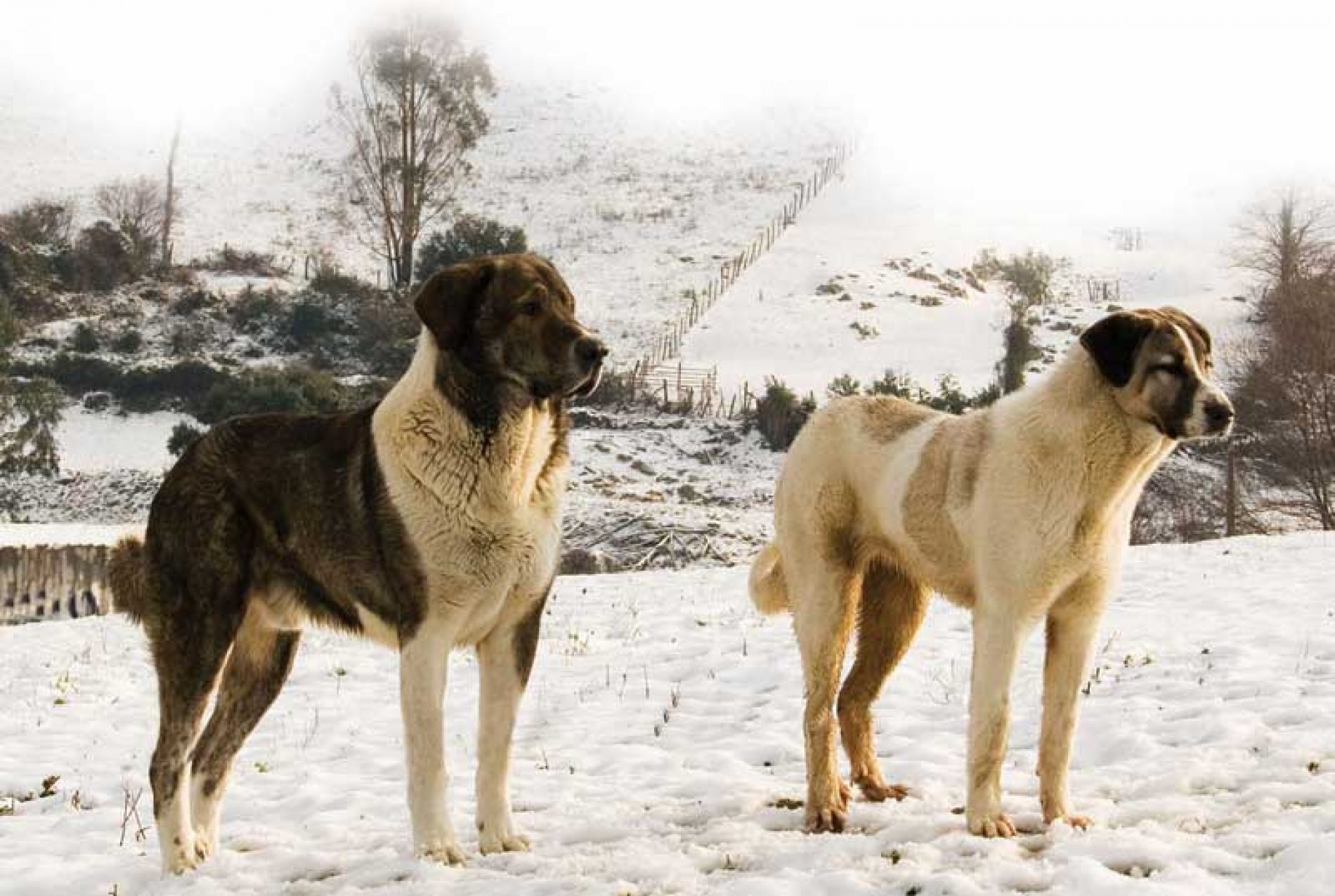 Perros Asilvestrados, enemigos de la caza