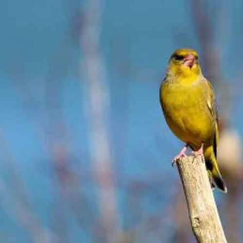 Los silvestristas condenan el furtivismo y la captura ilegal de aves