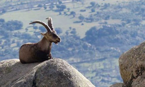 La ONC considera irresponsable paralizar los controles de cabras en Guadarrama.