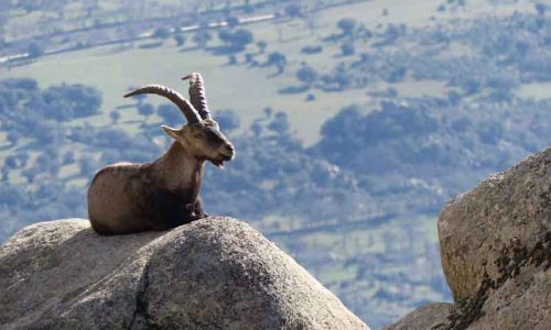 La ONC y ARTEMISAN contra PACMA por la caza de cabras en Guadarrama