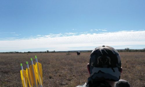Rececho, con arco, de búfalos de agua en Australia