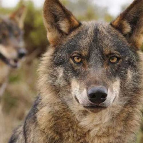 El TSJ de Cantabria desestima una demanda animalista contra el Plan de Gestión del Lobo