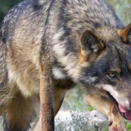 La ONC pide a la comisión europea que cambie el grado de protección del lobo