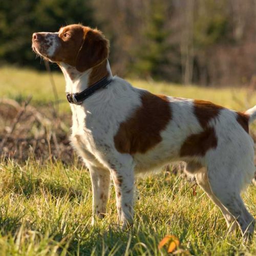 ¿Es el olfato lo más importante en un perro de caza?