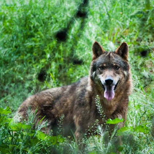 El gobierno de Cantabria mantiene al lobo como especie cinegética