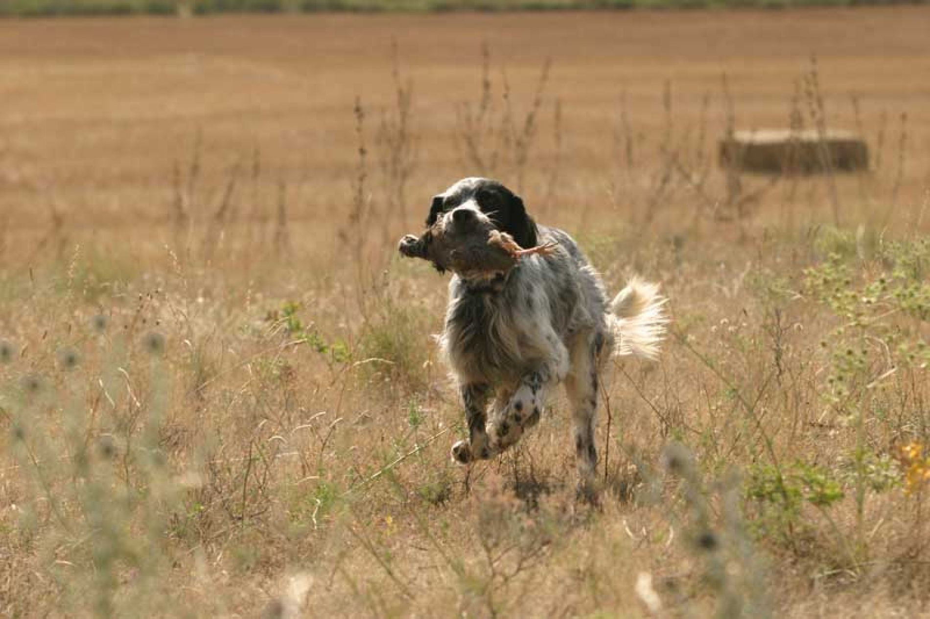 pavimento Viaje crisis Cómo adiestrar a mi perro para que cobre bien? | Trofeo caza