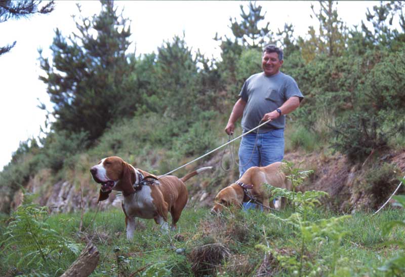 Gaseoso extinción tonto Cómo educar el ladrido de un perro para la caza I | Trofeo caza