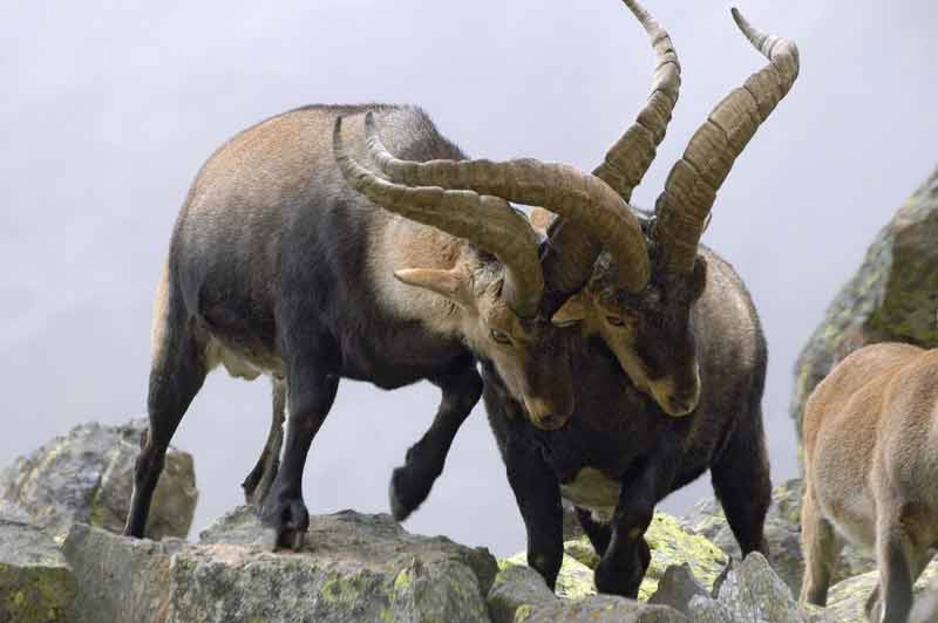 Superpoblación de cabra montés en el Parque Nacional de Guadarrama