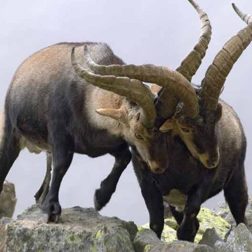 Superpoblación de cabra montés en el Parque Nacional de Guadarrama