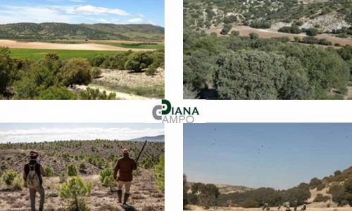 Diana campo ya tiene sus programas de ojeo y caza en mano 2017/2018