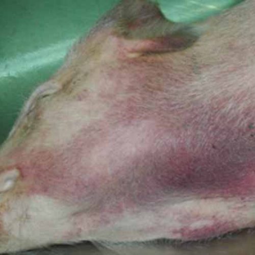 Declarada la Peste Porcina Africana en una zona de la República Checa