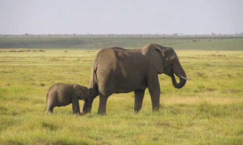 Elefantes, rinocerontes y furtivos en África