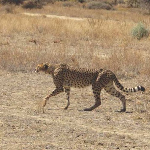 Cheeta. La difícil caza del “Misil” africano en Namibia
