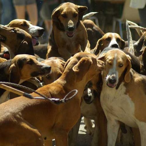 La ONC rechaza el anteproyecto de ley de bienestar animal De Castilla La Mancha