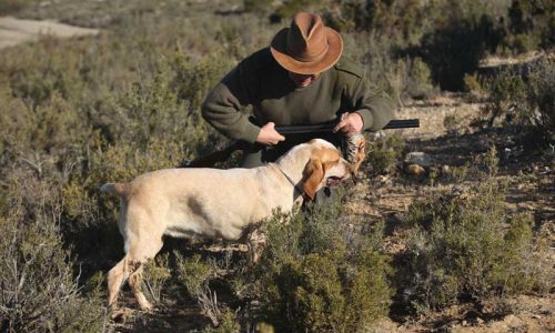 La castración en el perro de caza ventajas e inconvenientes
