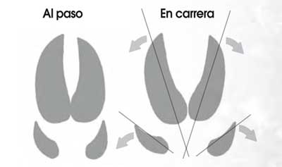 Huellas-y-rastros-jabali-paso