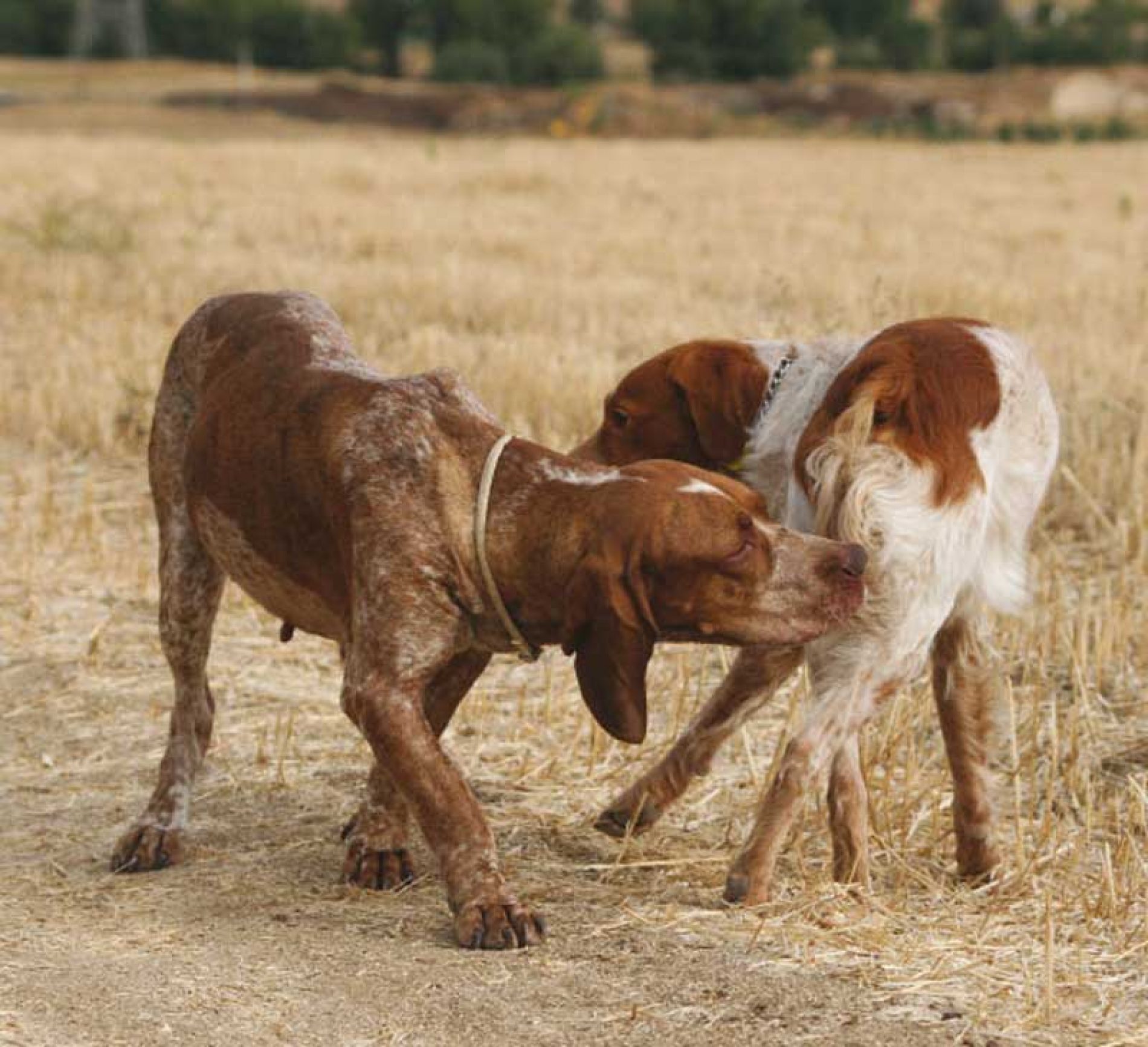 Como Ayudar Al Perro A Montar Ala Hembra La inyección del día después para perros de caza | Trofeo caza