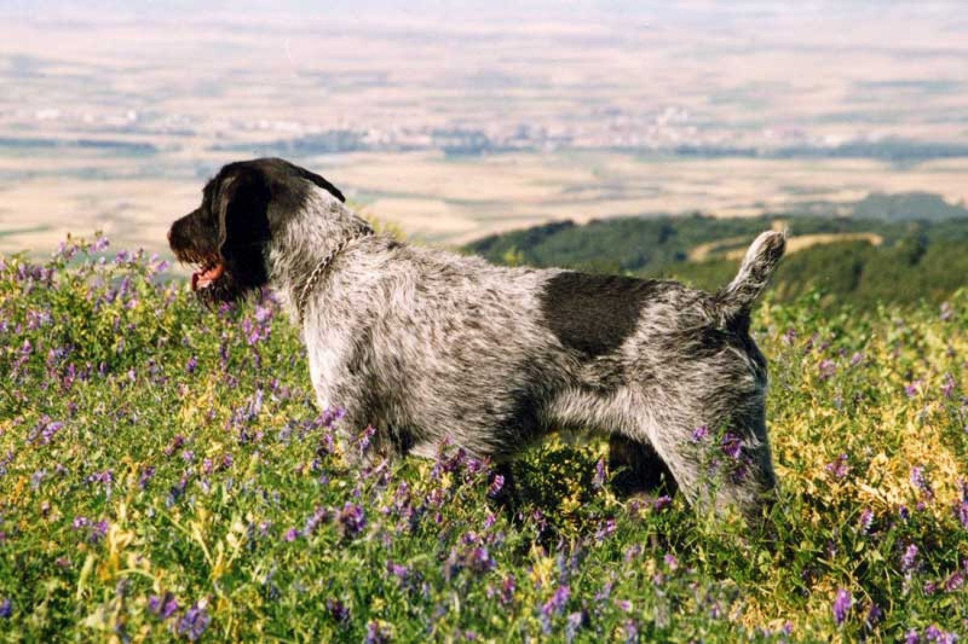 ¿Por qué el corte del rabo a un perro de caza puede ser beneficioso ¿Por qué el corte del rabo a un perro de caza puede ser beneficioso
