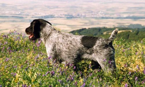 ¿Por qué el corte del rabo a un perro de caza puede ser beneficioso?
