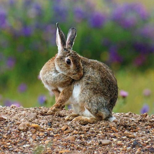 ¿Cómo gestionar las plagas de conejos ?