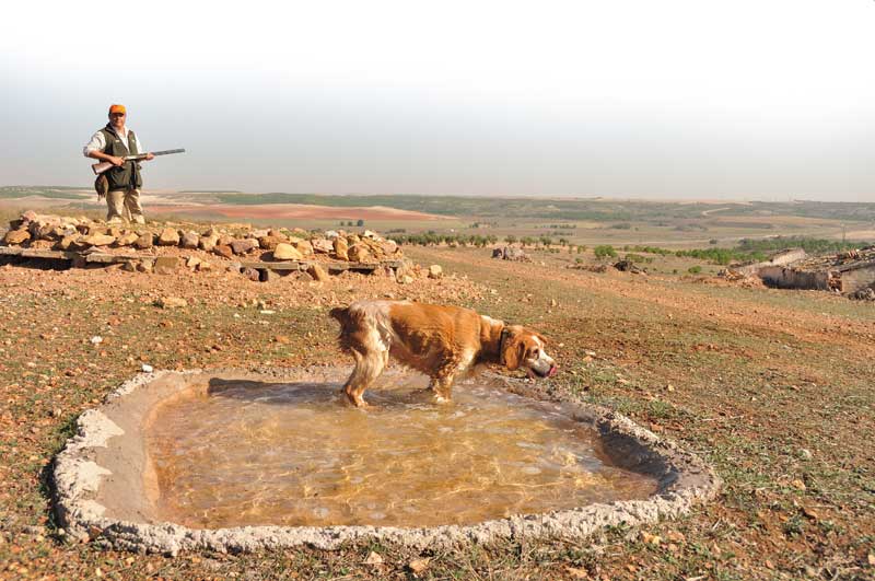 cria-de-perdiz-nadal-comedero