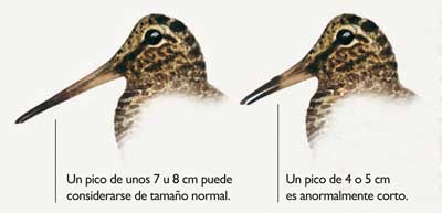 Becada euroasiática Becadas-de-pico-corto