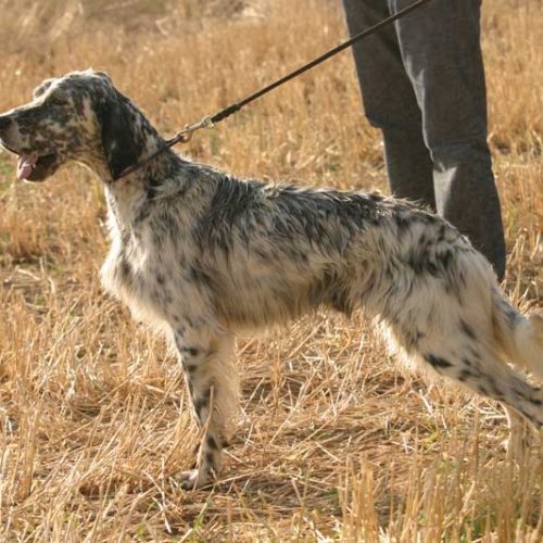 ¿Qué puede provocar afonía en un perro de caza?