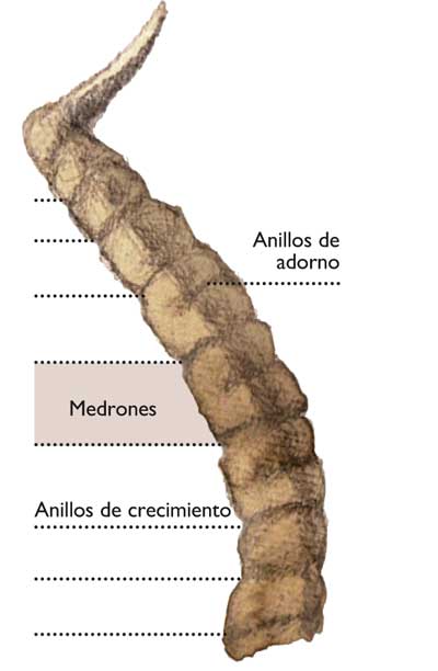 macho-montes-barbaro-cuerno