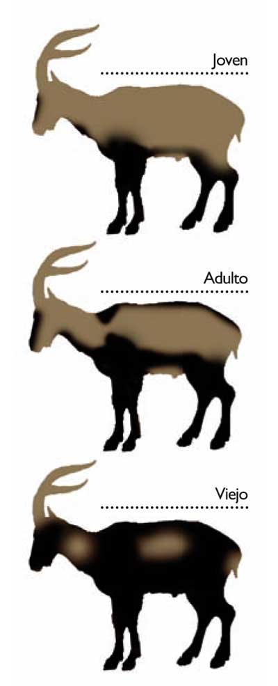 macho-montes-barbaro-edades