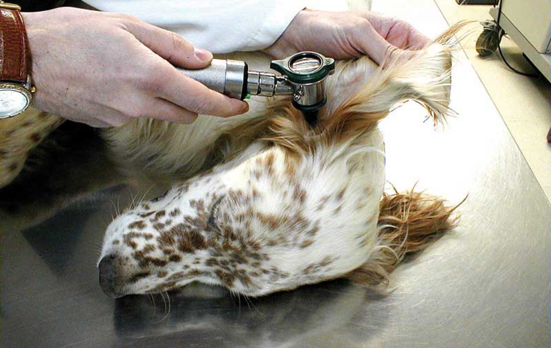 Las 7 etapas del tratamiento de otitis crónica en perros de caza