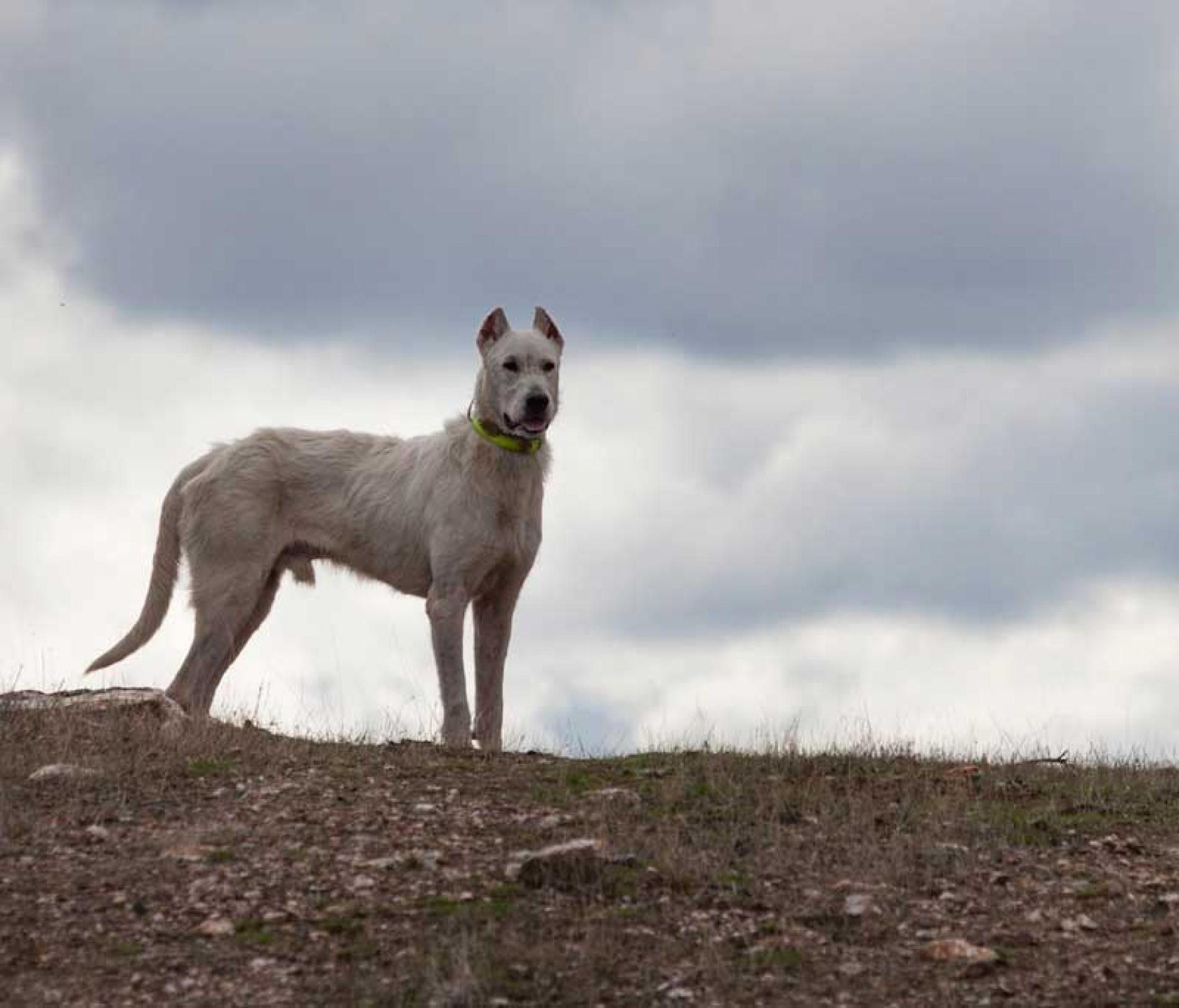 Novedades en materia de desparasitación de perros de caza en Extremadura