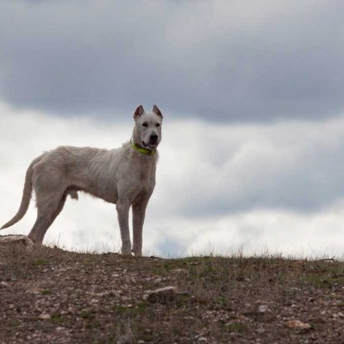 Novedades en materia de desparasitación de perros de caza en Extremadura