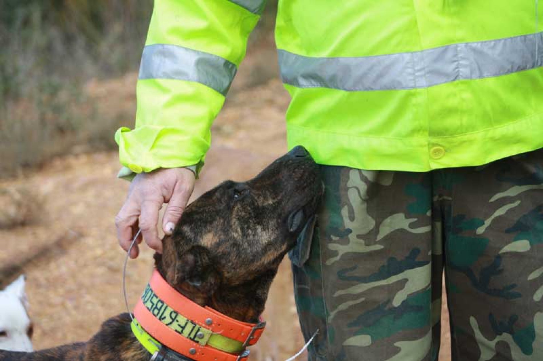 ARRECAL pide el cambio de la normativa de desparasitación de perros de caza y rehalas