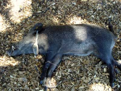 jabali-con-collar