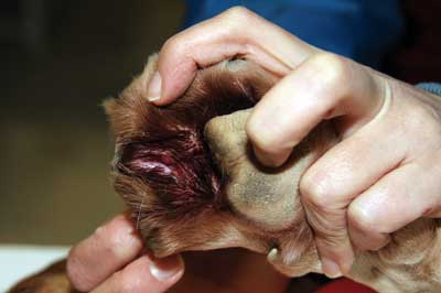 En contra Mejorar diseñador Las 4 lesiones más frecuentes en las almohadillas de los perros de caza |  Trofeo caza
