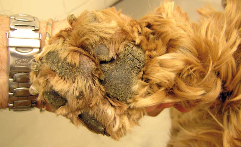 Las 4 lesiones frecuentes en las almohadillas de los perros de caza | caza